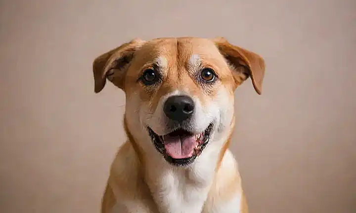 ¡El perro asustó el papel de las paredes!