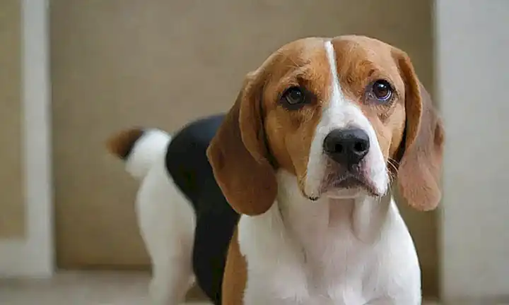 Los Beagle son perros inteligentes y fáciles de entrenar