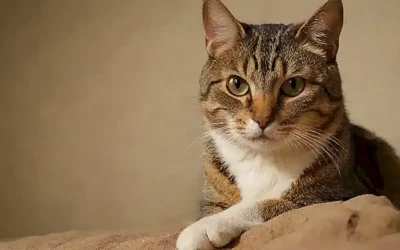 Imago de un gato con consejos contra la constipación