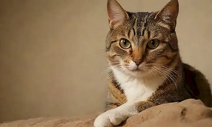 Imago de un gato con consejos contra la constipación