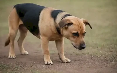 Los perros de búsqueda