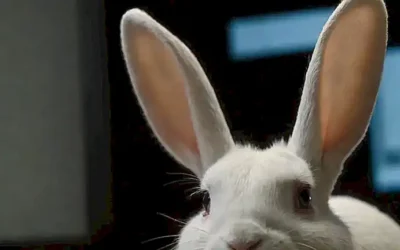 Las orejas de un conejo se tiran mientras escucha una frase en la pantalla