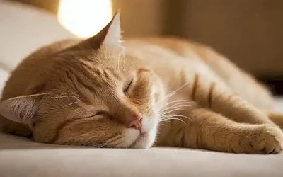 El gato duerme y busca consejos para su descanso