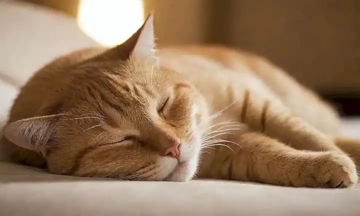 El gato duerme y busca consejos para su descanso
