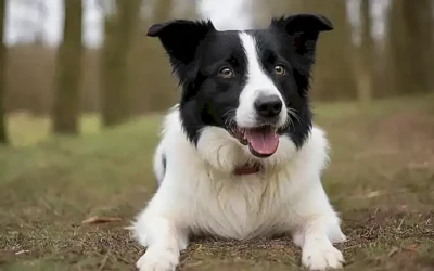 El papel de Border Collie describe cinco ventajas y cinco desventajas del perro