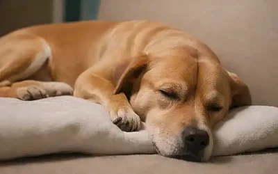 Las posiciones de dormir del perro