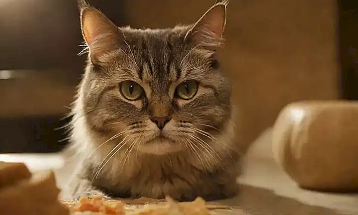 Un gato persa con un apetito desbordante, información curiosa y sorprendente
