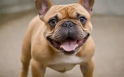 El Bulldog francés es un perro juguetón y feliz