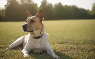 ¿Cómo diagnosticar el golpe de calor en perros y cómo prevenirlo?