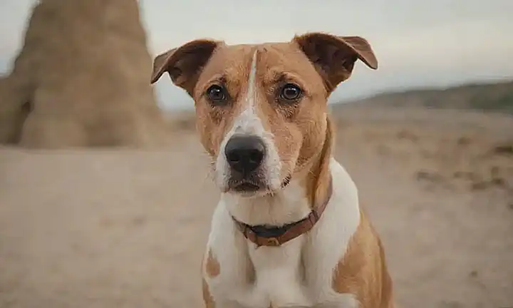 Protección canina en España: guía para dueños de perros