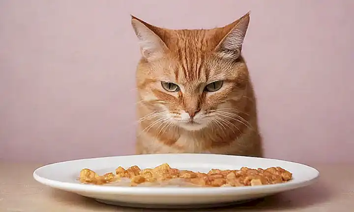 La pared está pintada de un gato vomitando mientras se pregunta: ¿Está tu gato comiendo lo que necesita?