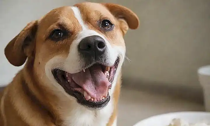 Una sonrisa limpia de perro, boca sana!  Prevención es la clave  