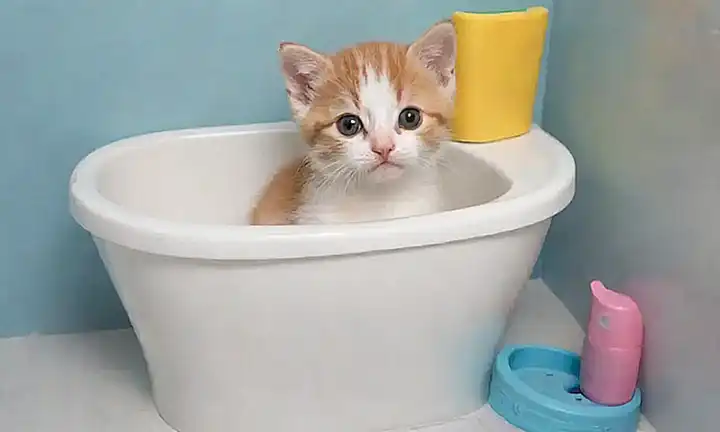 Cuidado con la higiene en el baño de tamaño pequeño