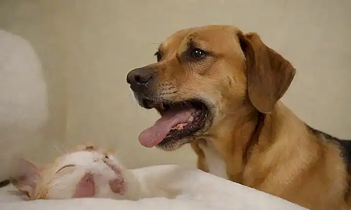 Imagen de perro y gato con mal aliento con consejos de tratamiento
