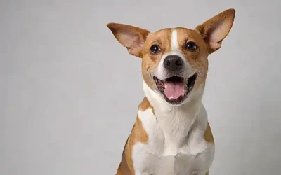 Un perro con una sonrisa y un cepillo de dientes al fondo