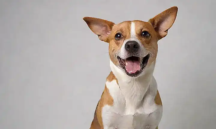 Un perro con una sonrisa y un cepillo de dientes al fondo