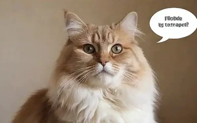 Foto de un gato peloso con expresión tranquila y avisos: Juntos