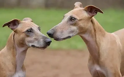 ¡Un choque de razas en Galgos vs. Podencos!