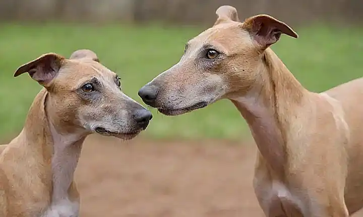 ¡Un choque de razas en Galgos vs. Podencos!
