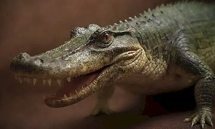 Un papel de serpiente con datos curiosos sobre cocodrilos