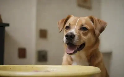Los perros prosperan con la castración