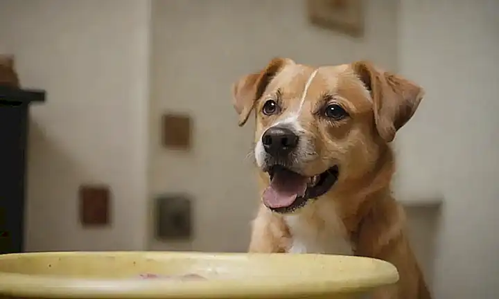 Los perros prosperan con la castración