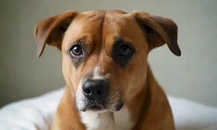 Fiebre canina: sin termómetros, síntomas y cómo actuar