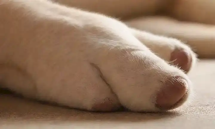 Beneficios para mascotas: garras protectores y alegría sonora