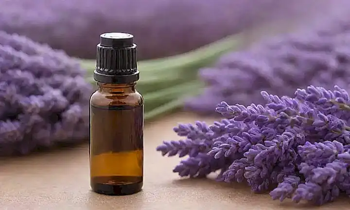 El aceite de lavanda es un alivio natural para parásitos en perros, con guía completa