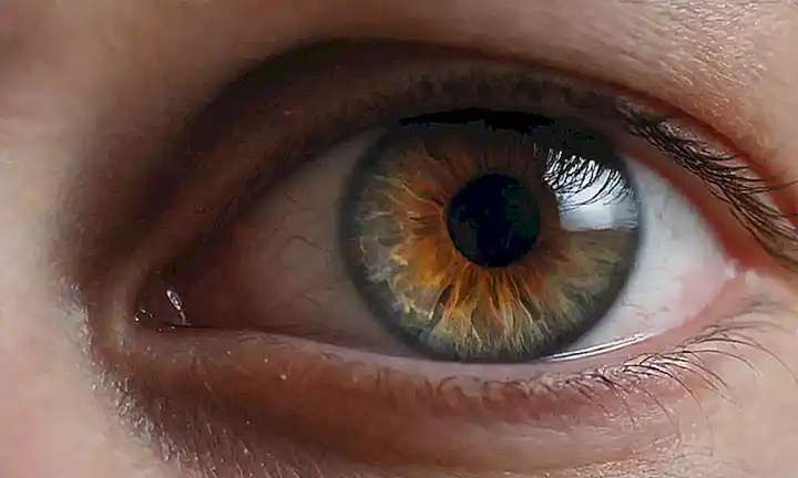 Guía visual para limpieza de ojos canina paso a paso, productos y frecuencias de cuidado