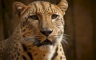 Papel de leopardo atractivo con información interesante