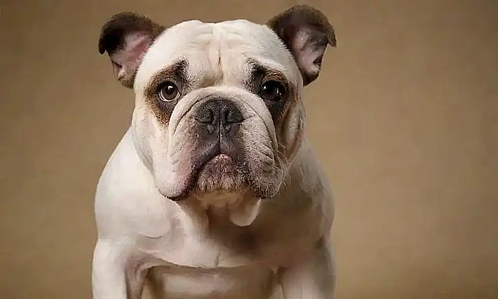 Foto de Bulldog francés con un fondo discreto promoviendo su cuidado fácil y sencillo