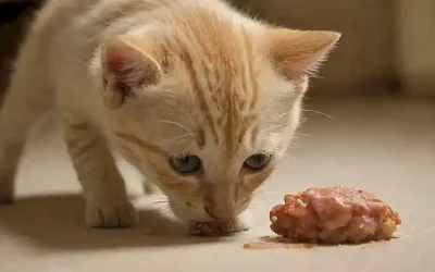 ** Un gato vomitando comida después de comer. Se explica las causas y soluciones para los problemas gastrointestinales felinos.** (Translation) A cat throws up food after eating. Causes and solutions for feline digestive issues are explained.**Simplified (one word)**  **Kitten vomita comida: solución a los problemas gástrointestinales de gatos.**