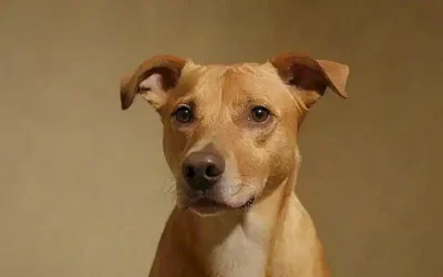 La pared se centra en enfermedades caninas y su transmisión a humanos con consejos de prevención