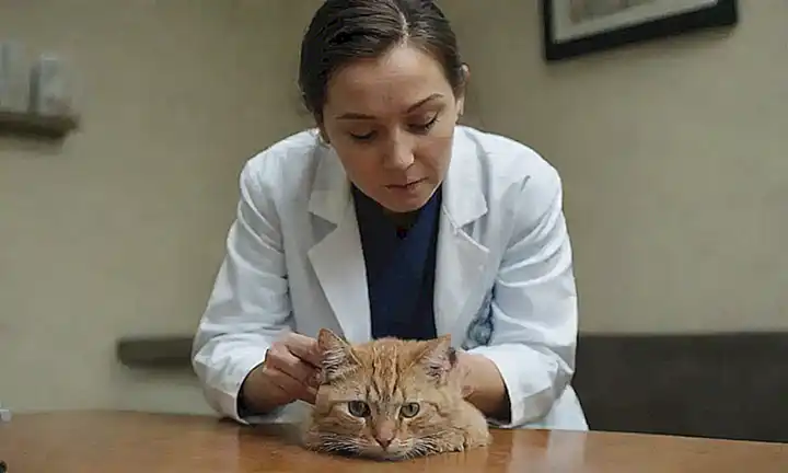 Un veterinario examina un gatito con una pierna hacia el fondo de la imagen