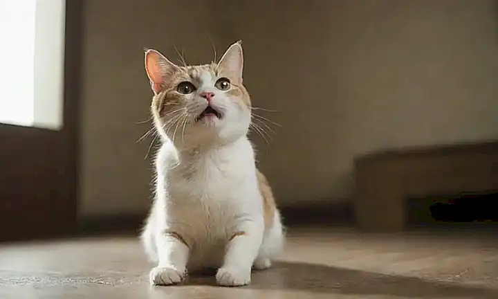 Un gato se estira al ver un concepto nuevo