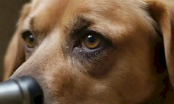 **Cuide los ojos de su perro con facilidad y efectividad.**