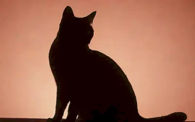 Análisis de la salud renal: silueta felina