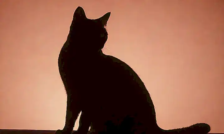 Análisis de la salud renal: silueta felina