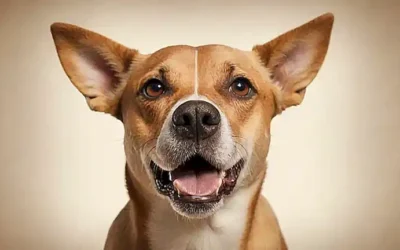 Ilustración de perro con expresión de sorpresa y confianza