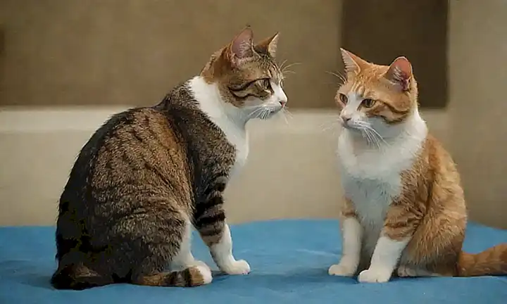 Los gatos se disculpan de formas encantadoras