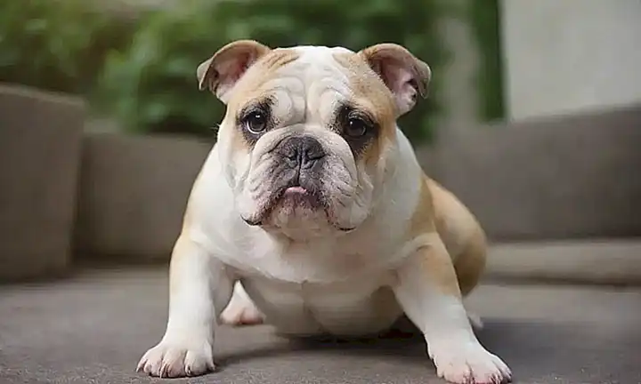 Un bulldog adorable y una razón para adoptar uno.  