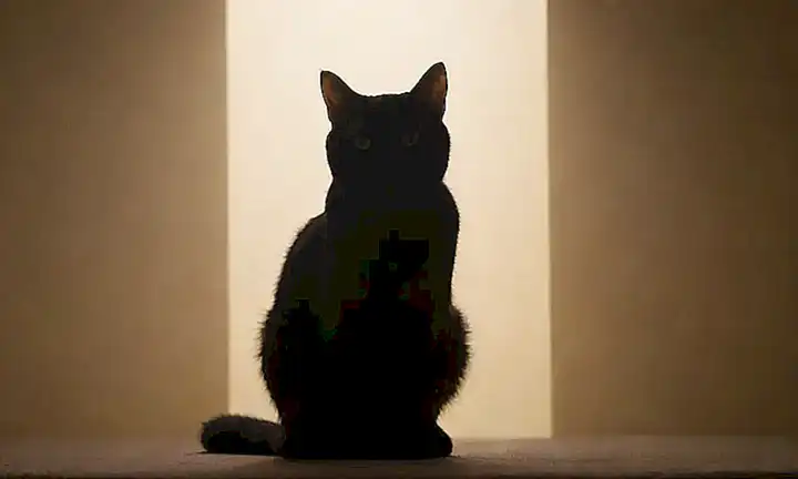 Imágenes minimalistas con siluetas de gatos y palabras en letras grasadas. (Minimalist images with cat silhouettes and words in bold letters) Let me know if youd like to explore other sentence structures!