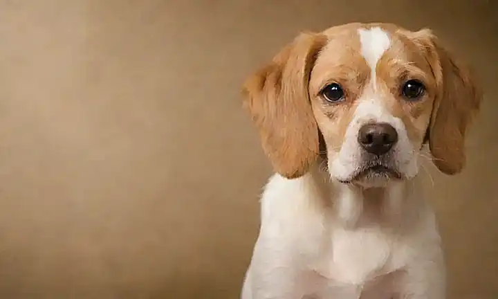 Evítales las pulgas en perros