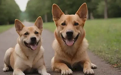 Caninos con sonrisa