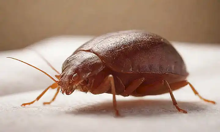 Guía de gatitos con insectos, ilustrado llamativamente