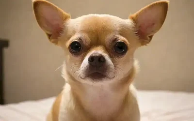 ##  ¿Pros y contras de tener un chihuahua?—**The sentence captures both words while offering a context for further communication.** ---Or