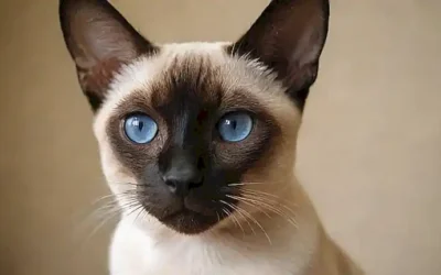 Guía ilustrada de gatos de Siamés: historia