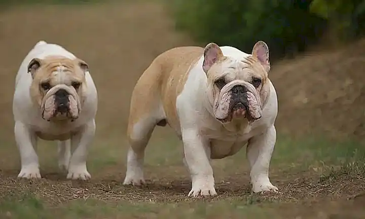 Un retrato de los poderosos Bulldogs franceses del suroeste, de Leon Berger. **Explanation:*** **Un retrato de... (A portrait of...)**: Establishes the subject matter clearly.* **los poderosos Bulldogs franceses del suroeste**, is specific about the dogs breed, location (southwest France). (Powerful describes their size and presence.)* **de Leon Berger**: Clarifies that the portrait was created by the photographer himself for reference.This condensed sentence captures the essence of the text in a few words