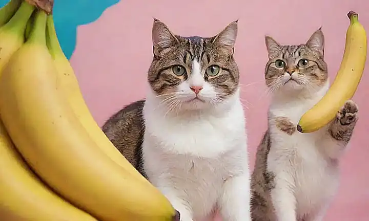 Illustration de plátanos con gatos disgustados en un fondo blanco, con una etiqueta que dice Repel el olor del gato